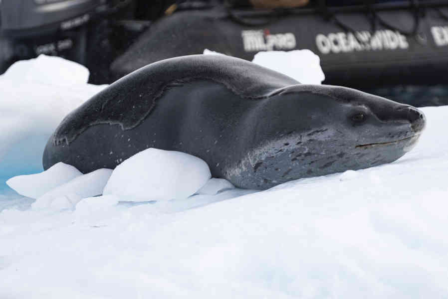 Foca Leopardo - Antártida 11.jpg